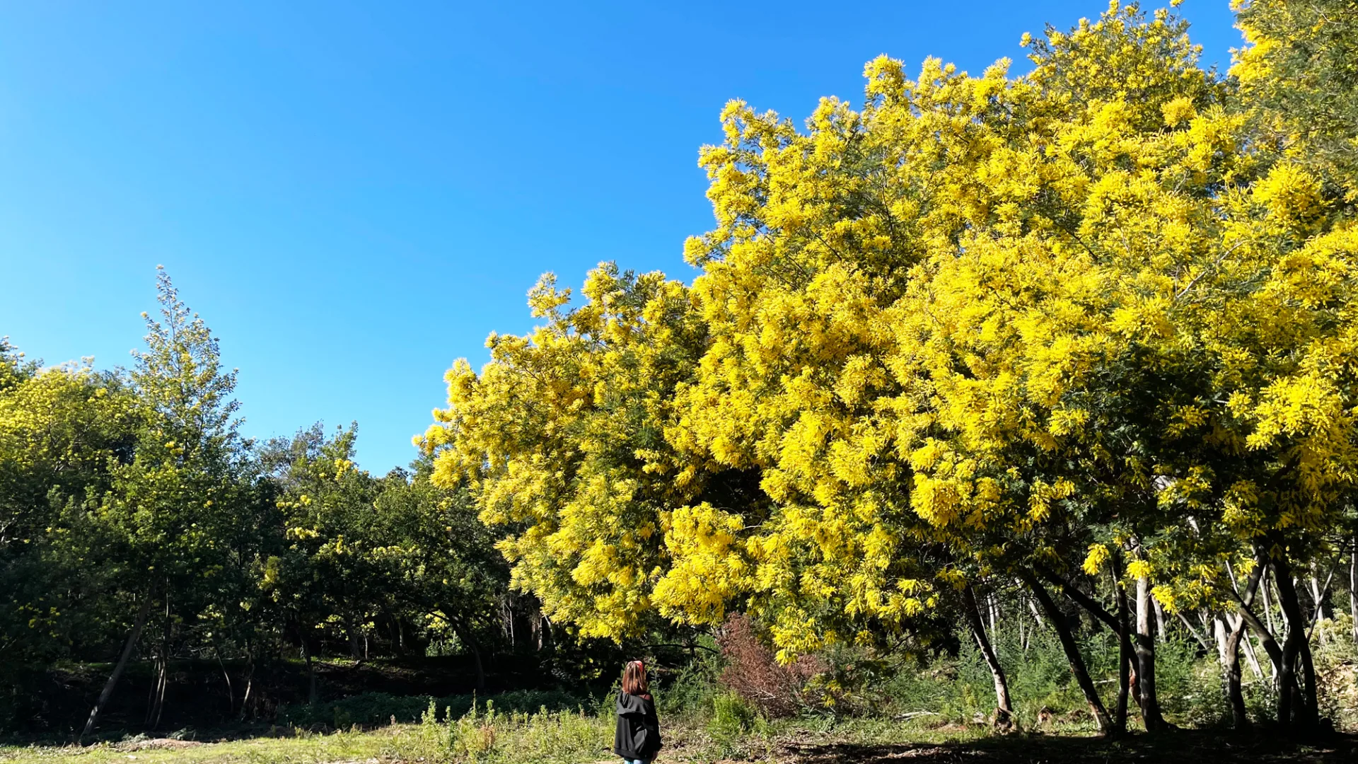 Mimosa walk Le Lavandou