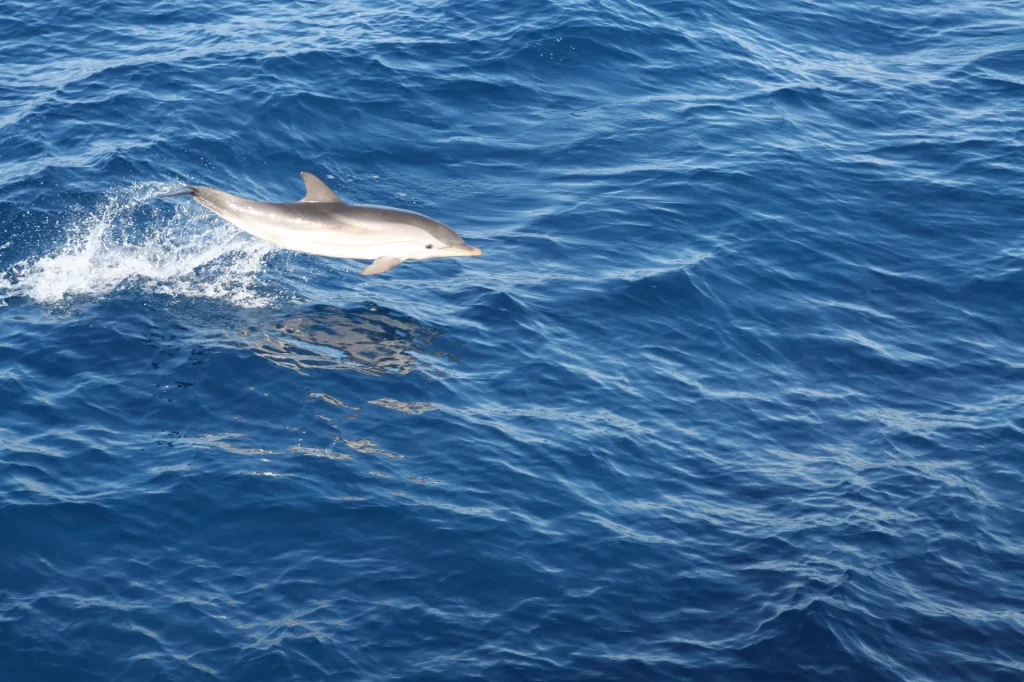 Delfines Le Lavandou