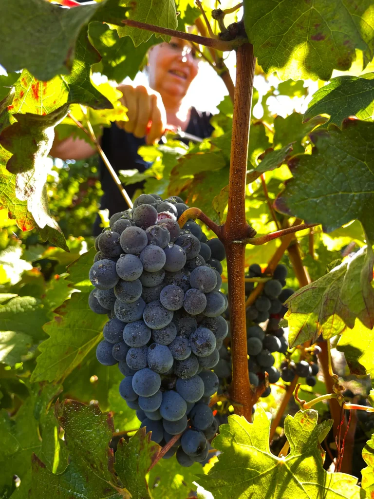 Wine estate Le Domaine de l’Anglade Le Lavandou