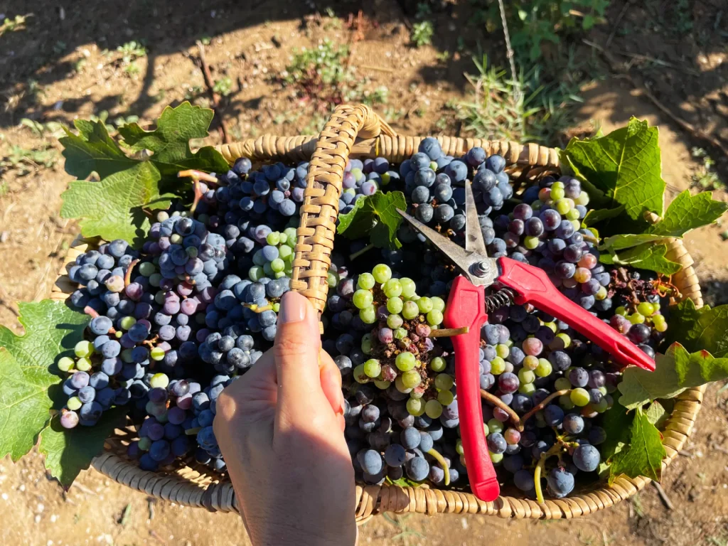 Finca vinícola Le Domaine de l'Anglade Le Lavandou