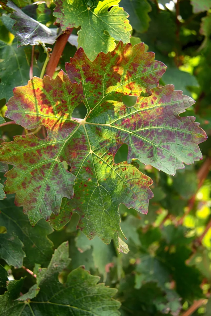 Finca vinícola Le Domaine de l'Anglade Le Lavandou