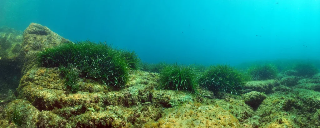 Buceo, herbario de Posidonia,