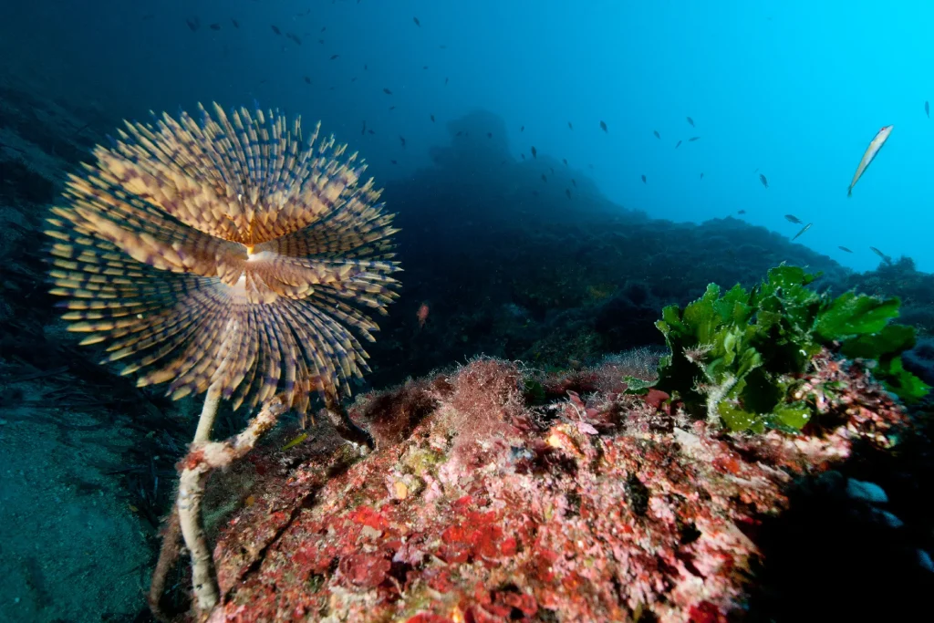 Underwater landscape while scuba diving