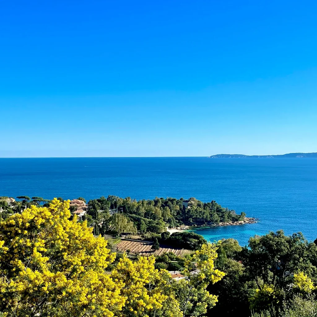 La Fossette e le mimose