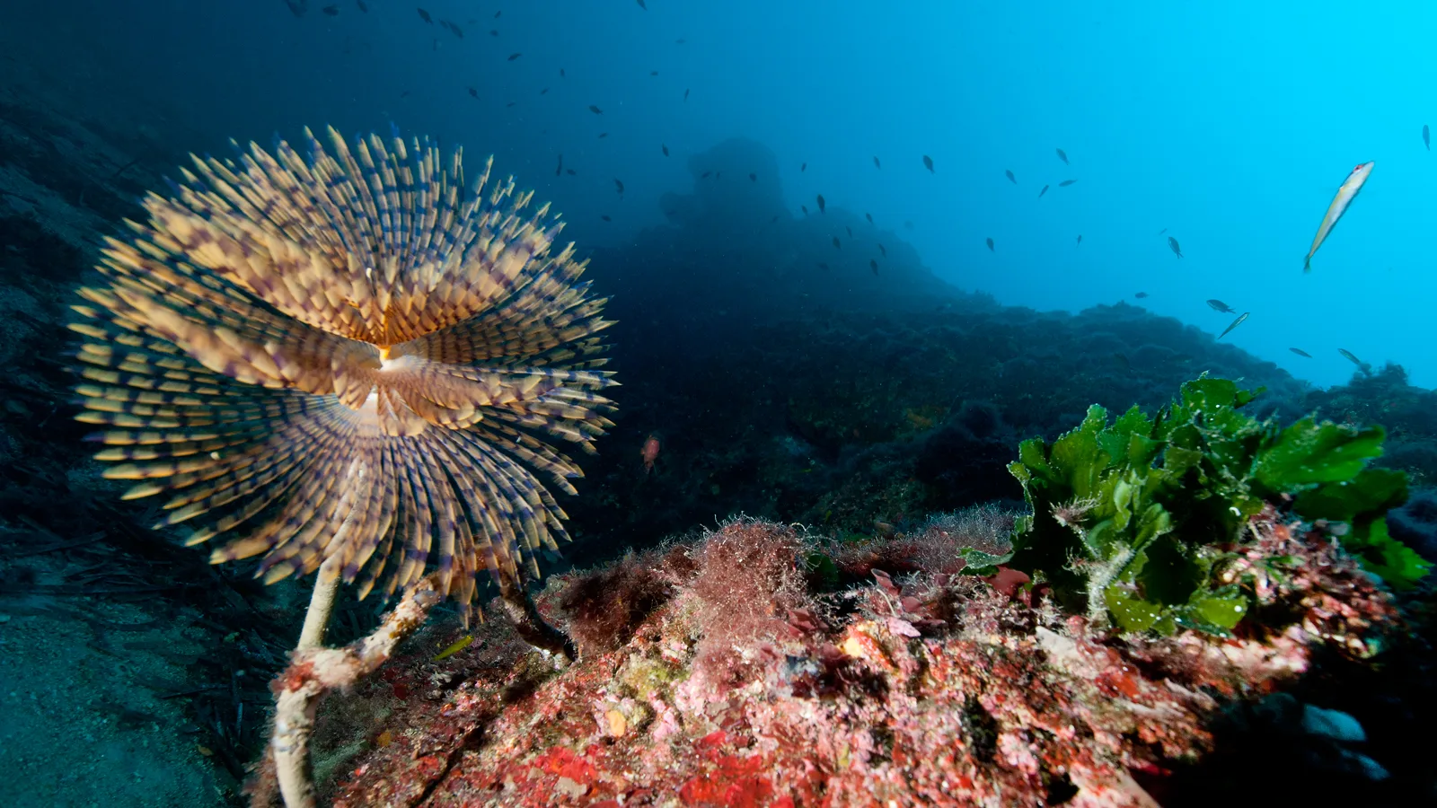 Plongée sous-marine Le Lavandou