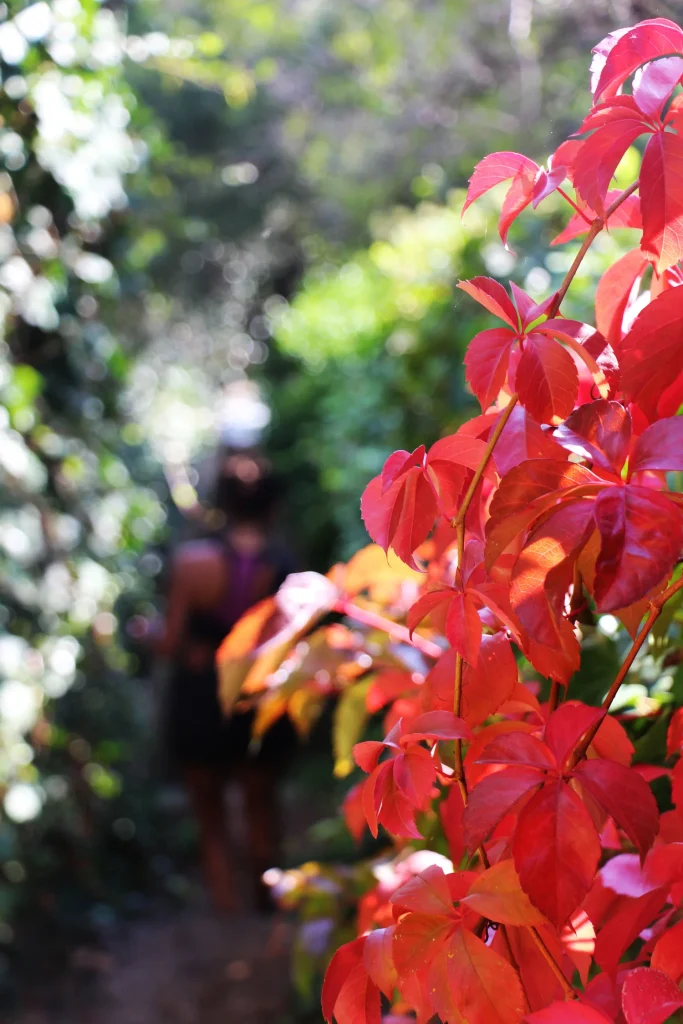 Herbst Le Lavandou