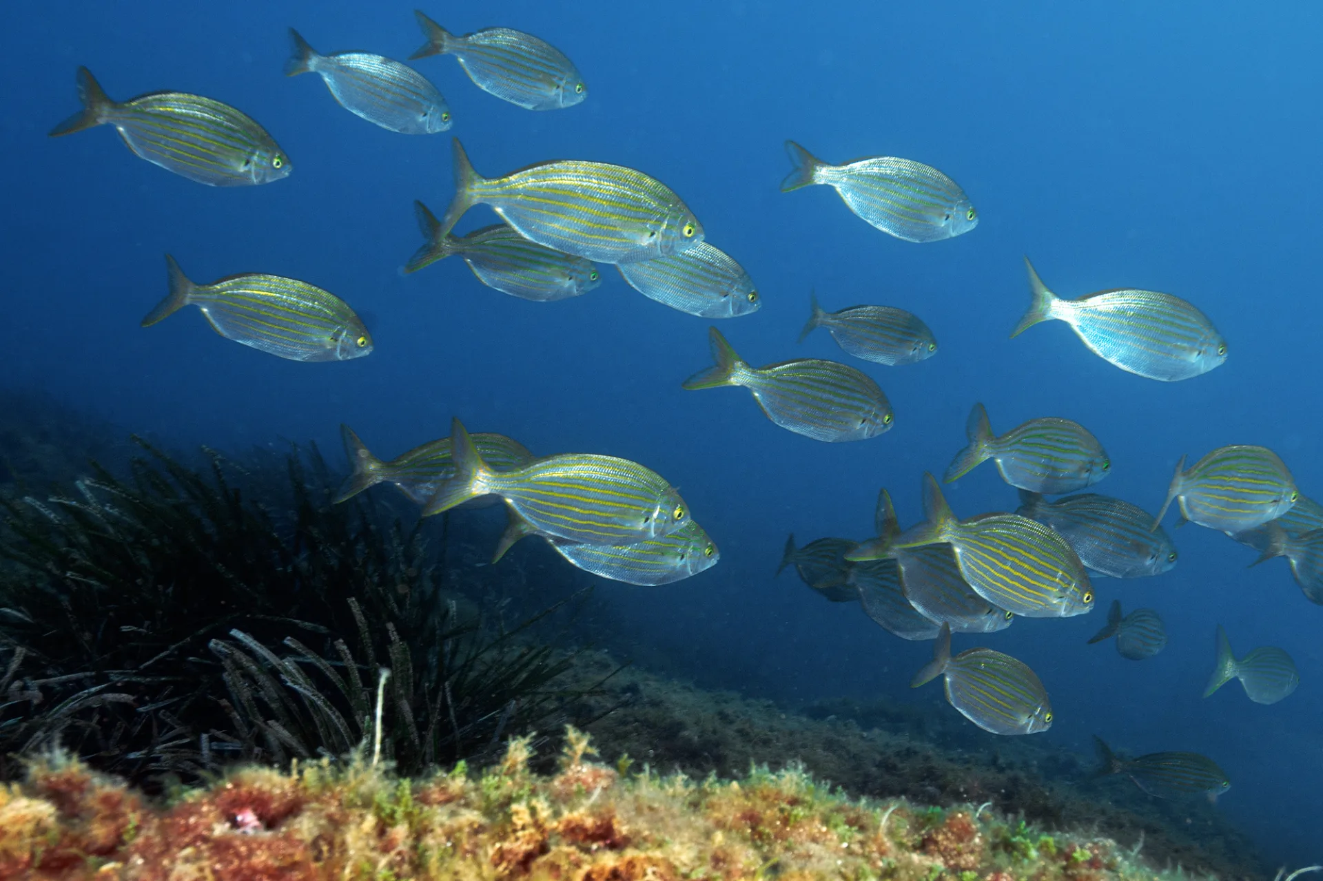 Scuba diving Le Lavandou