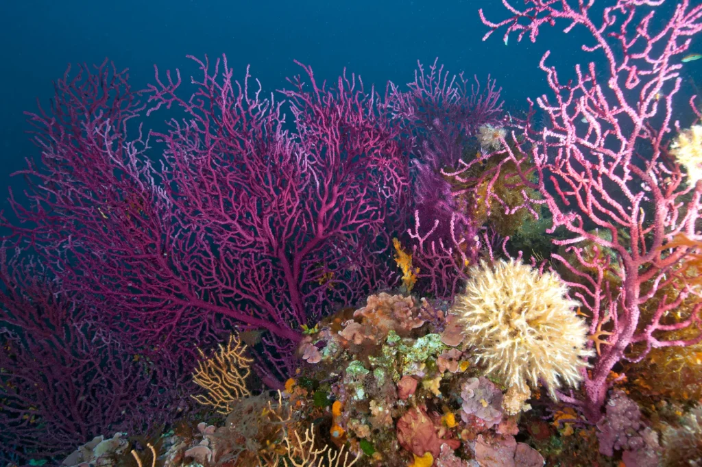 Plongée sous marine Le Lavandou