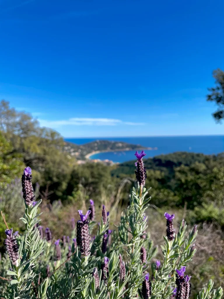 Frühling Le Lavandou