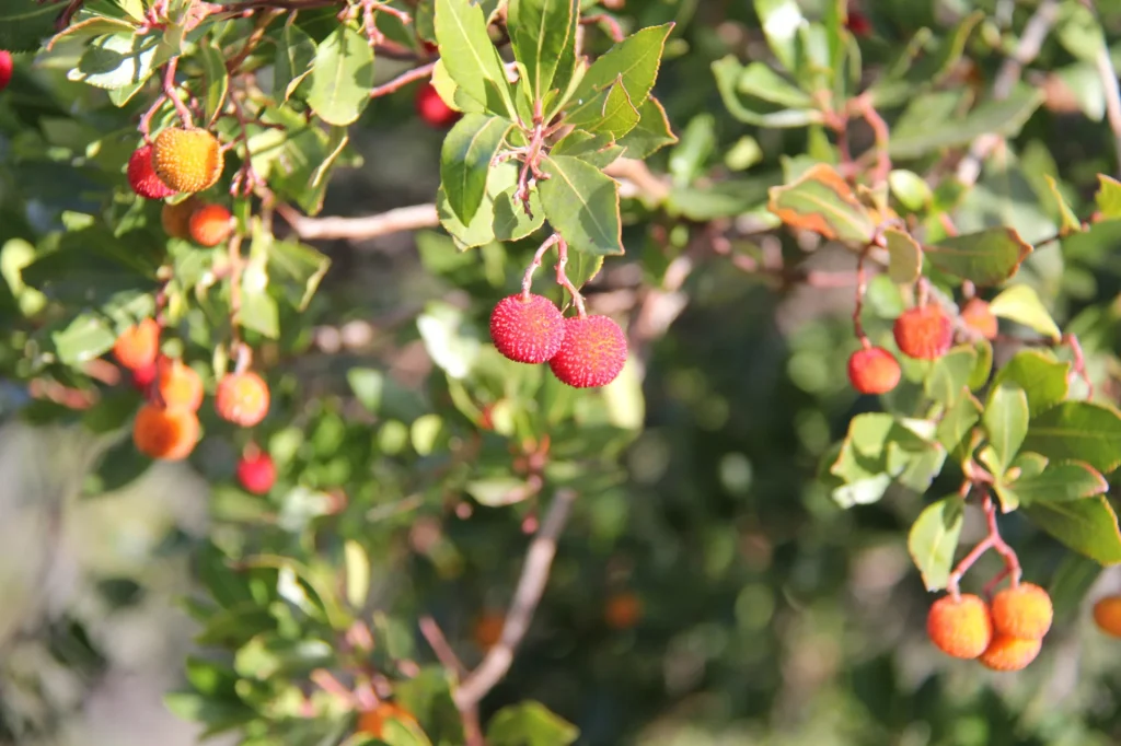 Hügelwanderung im Herbst Le Lavandou