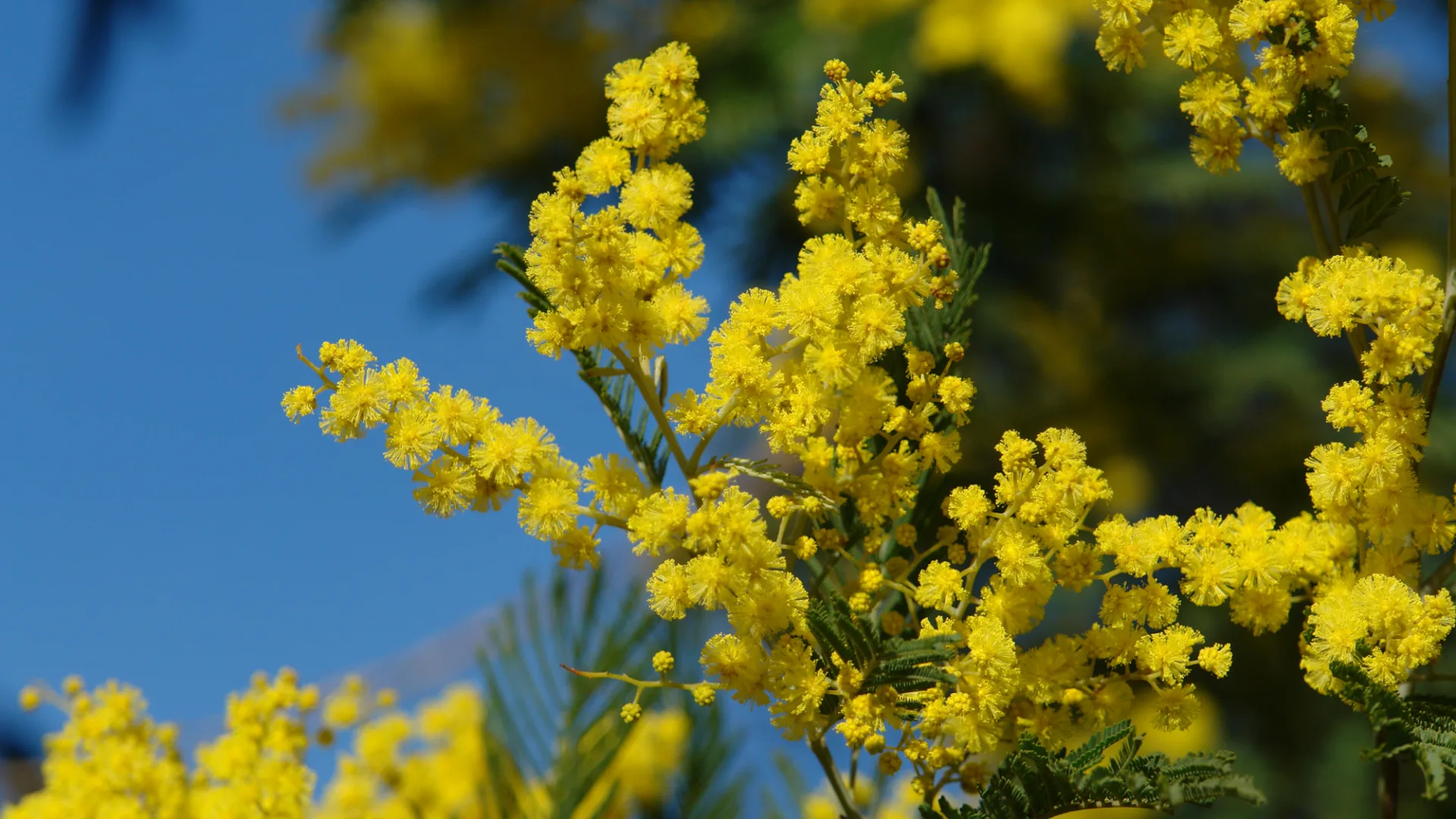 Mimosas Le Lavandou