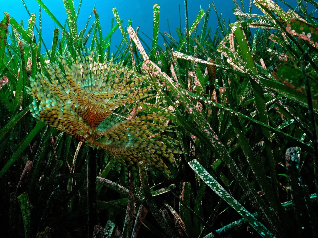 Plongée sous marine Le Lavandou