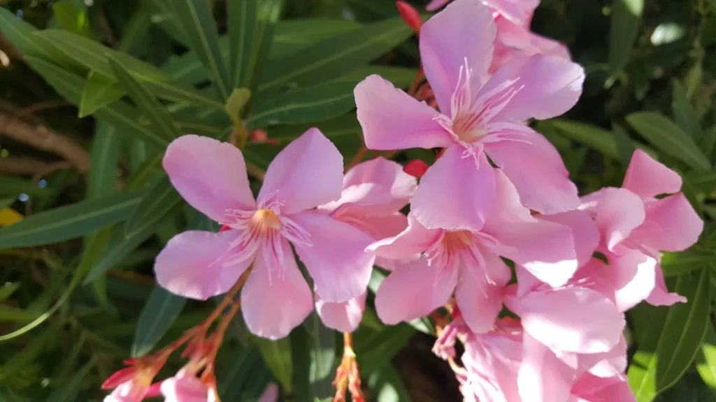 Fleurs roses