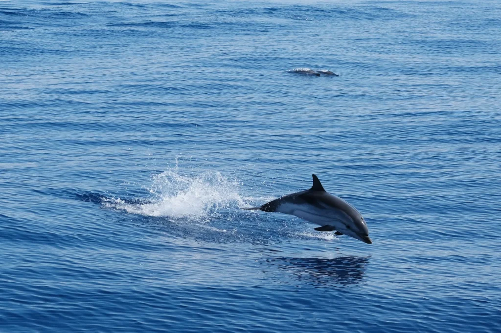 Rencontre dauphins Le Lavandou