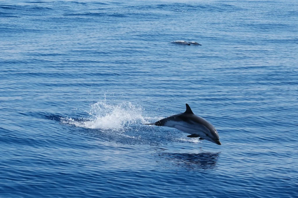 Encuentro con delfines Le Lavandou