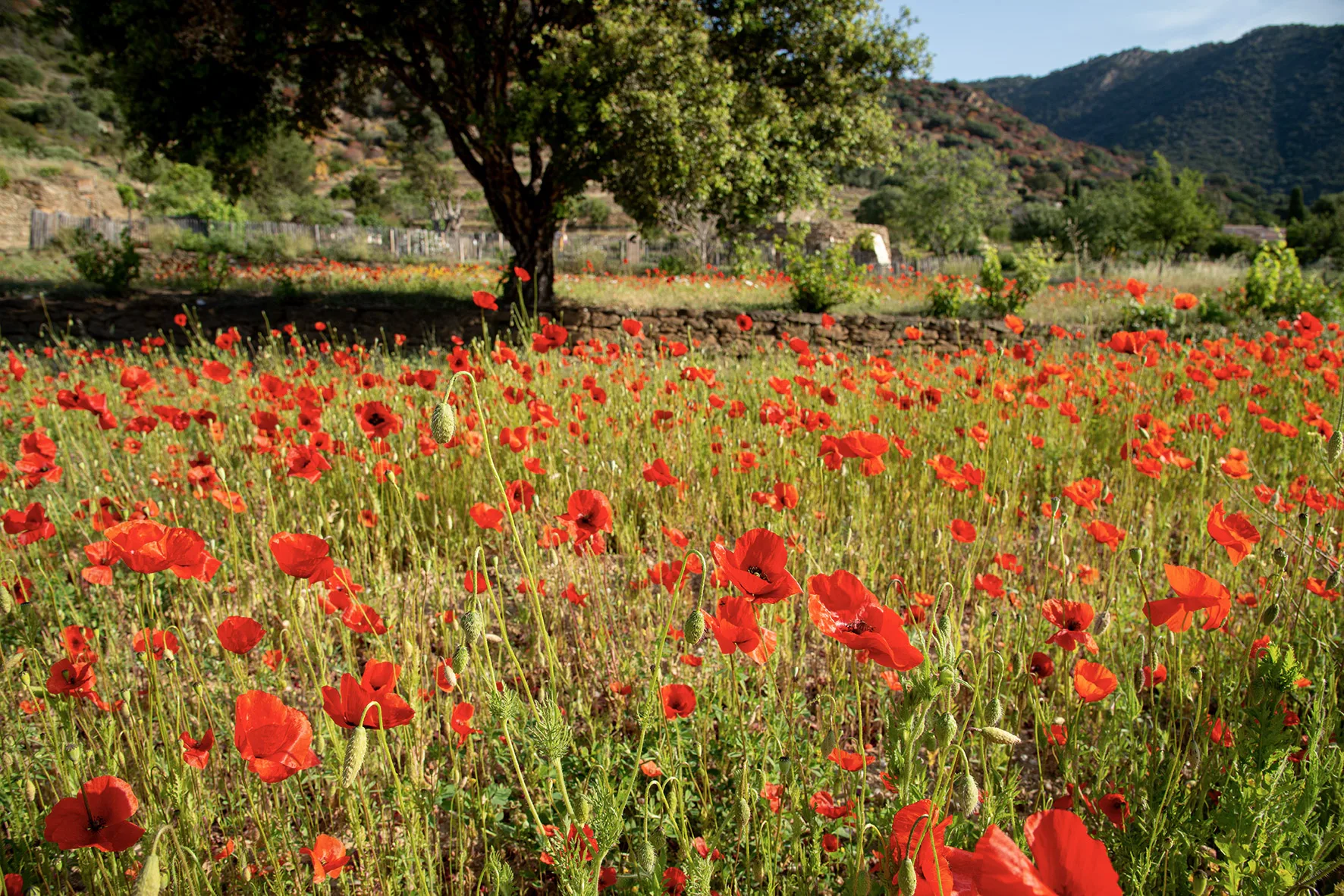 I giardini fioriti del Lavandou