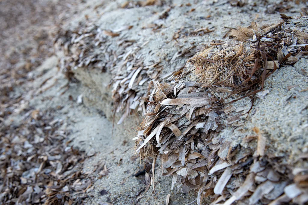 Posidonia-Bank Le Lavandou