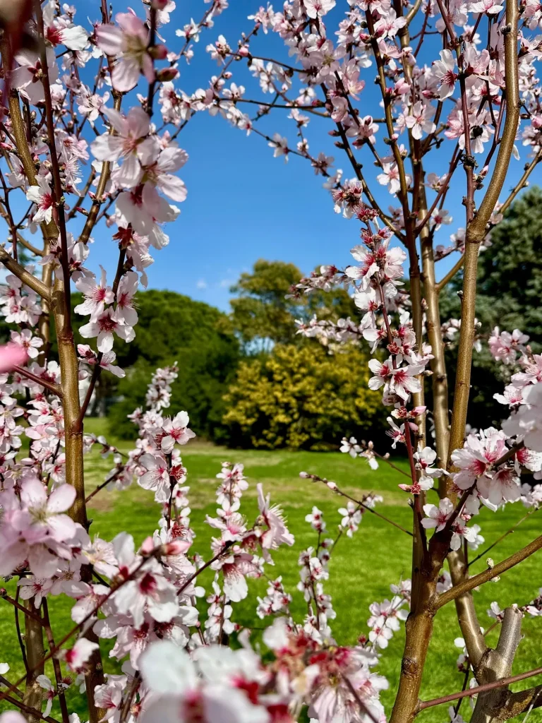 De Grote Tuin Le Lavandou