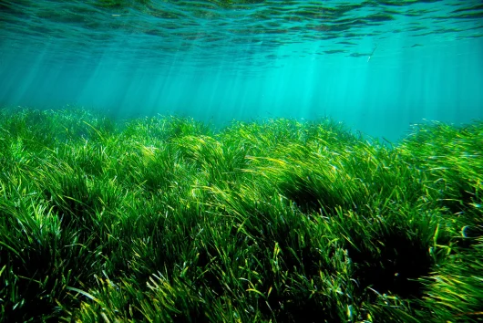 Posidonia Le Lavandou