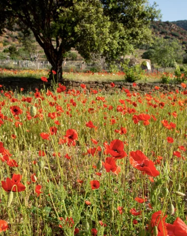 I giardini fioriti del Lavandou