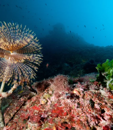 Underwater landscape while scuba diving