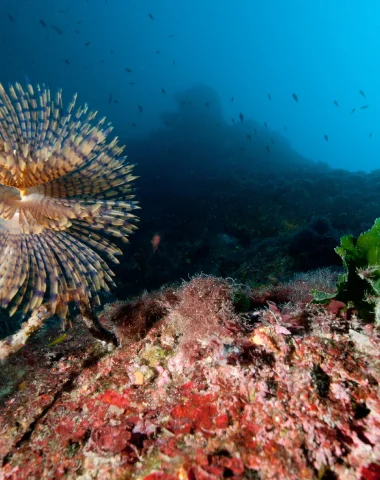 Underwater landscape while scuba diving