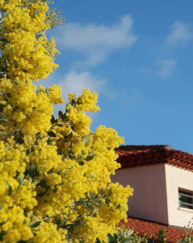 Agences immobilières Le Lavandou