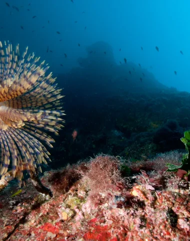 Scuba diving Le Lavandou