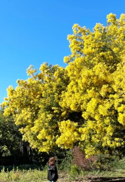 Balade mimosas Le Lavandou