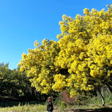 Paseo de mimosas Le Lavandou