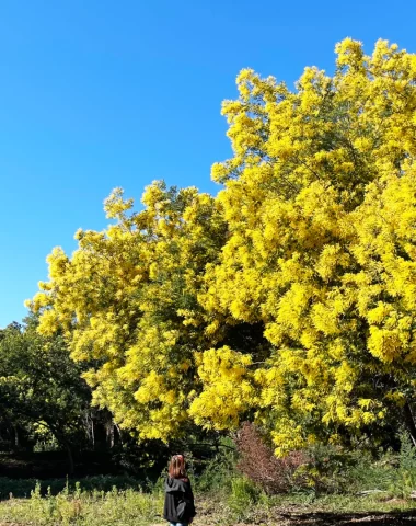 Paseo de mimosas Le Lavandou