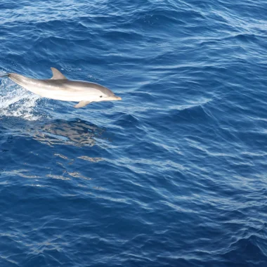 Dauphins Le Lavandou