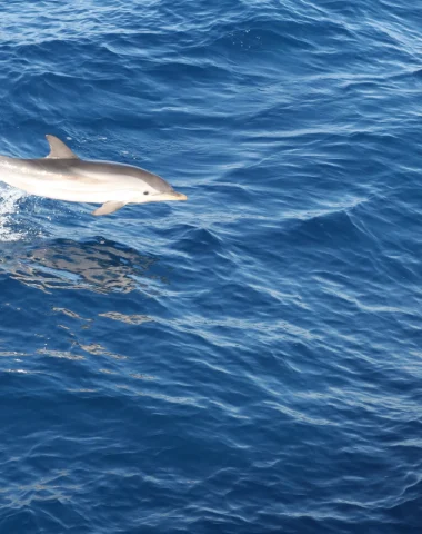 Dolphins Le Lavandou