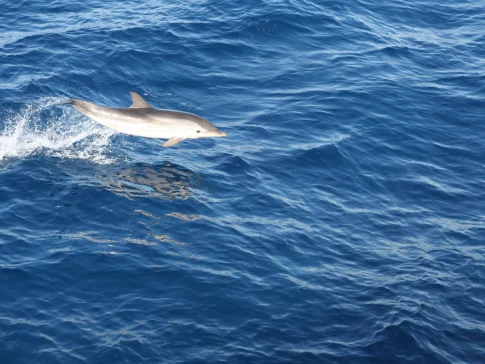 Dolphins Le Lavandou