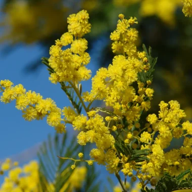 Mimosas Le Lavandou