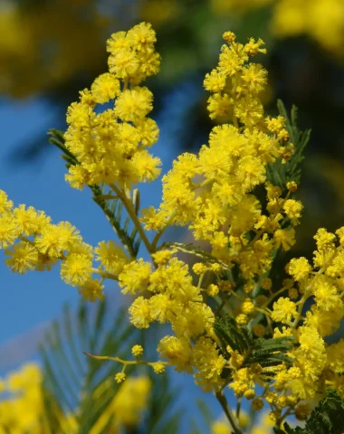 Mimose Le Lavandou