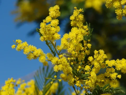 Mimosas Le Lavandou