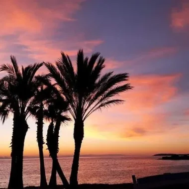 Pink sky above the palm trees