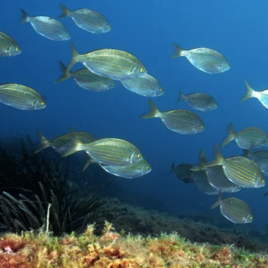 Plongée sous marine Le Lavandou