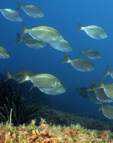 Scuba diving Le Lavandou